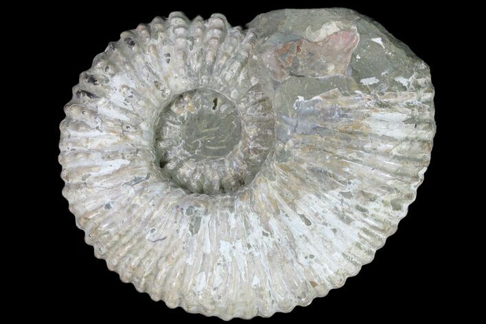 Douvilleiceras (Tractor) Ammonite - Massive lbs! #81862